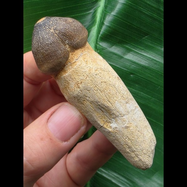 7,8 cm langer Zahn des Igdamanosaurus mit erhaltener Zahnwurzel