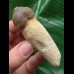 7,8 cm langer Zahn des Igdamanosaurus mit erhaltener Zahnwurzel