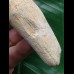 7,8 cm langer Zahn des Igdamanosaurus mit erhaltener Zahnwurzel