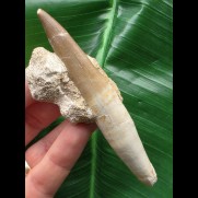 10,0 cm großer Zahn des Zarafasaurus oceanis mit Matrix