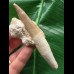 10,0 cm großer Zahn des Zarafasaurus oceanis mit Matrix 10,0 cm großer Zahn des Zarafasaurus oceanis mit Matrix