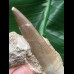 10,0 cm großer Zahn des Zarafasaurus oceanis mit Matrix 10,0 cm großer Zahn des Zarafasaurus oceanis mit Matrix