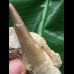 10,0 cm großer Zahn des Zarafasaurus oceanis mit Matrix 10,0 cm großer Zahn des Zarafasaurus oceanis mit Matrix