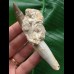 10,0 cm großer Zahn des Zarafasaurus oceanis mit Matrix 10,0 cm großer Zahn des Zarafasaurus oceanis mit Matrix