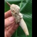 10,0 cm großer Zahn des Zarafasaurus oceanis mit Matrix 10,0 cm großer Zahn des Zarafasaurus oceanis mit Matrix