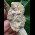 10,0 cm großer Zahn des Zarafasaurus oceanis mit Matrix 10,0 cm großer Zahn des Zarafasaurus oceanis mit Matrix