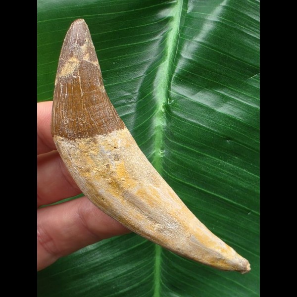 8,5 cm großer Vorderzahn des Basilosaurus 8,5 cm großer Vorderzahn des Basilosaurus