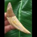 8,5 cm großer Vorderzahn des Basilosaurus 8,5 cm großer Vorderzahn des Basilosaurus