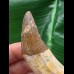 8,5 cm großer Vorderzahn des Basilosaurus 8,5 cm großer Vorderzahn des Basilosaurus