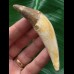 8,5 cm großer Vorderzahn des Basilosaurus 8,5 cm großer Vorderzahn des Basilosaurus