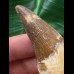 8,5 cm großer Vorderzahn des Basilosaurus 8,5 cm großer Vorderzahn des Basilosaurus