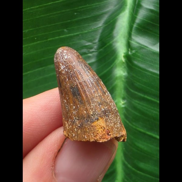 2,5 cm Zahn des Urzeit-Krokodils Elosuchus cherifiensis