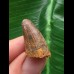 2,5 cm Zahn des Urzeit-Krokodils Elosuchus cherifiensis