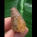 2,5 cm Zahn des Urzeit-Krokodils Elosuchus cherifiensis