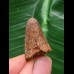 2,5 cm Zahn des Urzeit-Krokodils Elosuchus cherifiensis