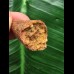 2,5 cm Zahn des Urzeit-Krokodils Elosuchus cherifiensis