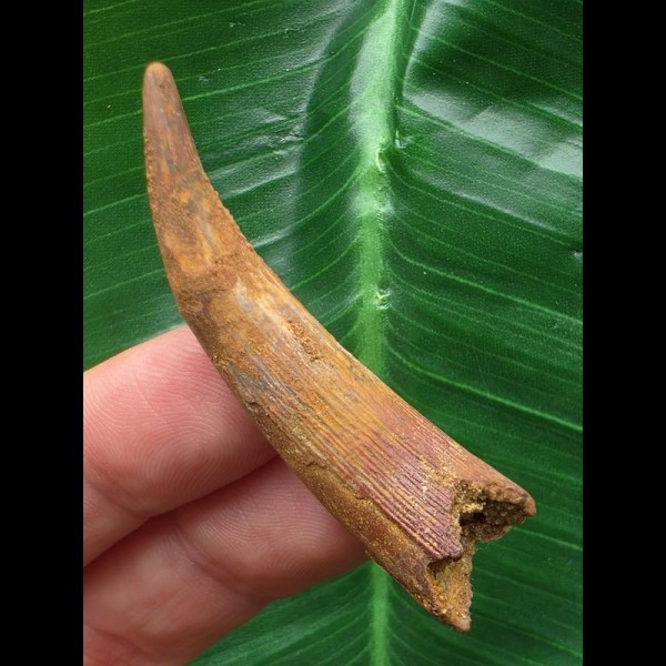 5,5 cm Zahn des Flugsauriers Siroccopteryx 5,5 cm Zahn des Flugsauriers Siroccopteryx