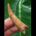 5,5 cm Zahn des Flugsauriers Siroccopteryx 5,5 cm Zahn des Flugsauriers Siroccopteryx
