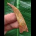 5,5 cm Zahn des Flugsauriers Siroccopteryx 5,5 cm Zahn des Flugsauriers Siroccopteryx