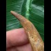 5,5 cm Zahn des Flugsauriers Siroccopteryx 5,5 cm Zahn des Flugsauriers Siroccopteryx
