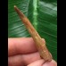 5,5 cm Zahn des Flugsauriers Siroccopteryx 5,5 cm Zahn des Flugsauriers Siroccopteryx