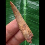 5,3 cm Zahn des Flugsauriers Siroccopteryx