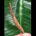 5,3 cm Zahn des Flugsauriers Siroccopteryx 5,3 cm Zahn des Flugsauriers Siroccopteryx