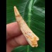 4,4 cm Zahn des Flugsauriers Siroccopteryx