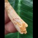 4,4 cm Zahn des Flugsauriers Siroccopteryx