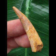 4,4 cm Zahn des Flugsauriers Siroccopteryx