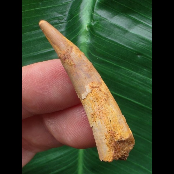4,4 cm Zahn des Flugsauriers Siroccopteryx
