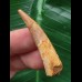 4,4 cm Zahn des Flugsauriers Siroccopteryx