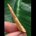 4,4 cm Zahn des Flugsauriers Siroccopteryx
