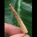 4,4 cm Zahn des Flugsauriers Siroccopteryx
