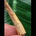 4,4 cm Zahn des Flugsauriers Siroccopteryx