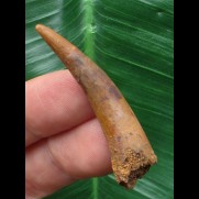 4,1 cm Zahn des Flugsauriers Siroccopteryx