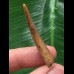 4,1 cm Zahn des Flugsauriers Siroccopteryx 4,1 cm Zahn des Flugsauriers Siroccopteryx
