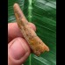 4,2 cm Zahn des Flugsauriers Siroccopteryx 4,2 cm Zahn des Flugsauriers Siroccopteryx