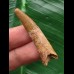 4,2 cm Zahn des Flugsauriers Siroccopteryx 4,2 cm Zahn des Flugsauriers Siroccopteryx
