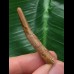 4,2 cm Zahn des Flugsauriers Siroccopteryx 4,2 cm Zahn des Flugsauriers Siroccopteryx