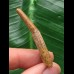 4,2 cm Zahn des Flugsauriers Siroccopteryx 4,2 cm Zahn des Flugsauriers Siroccopteryx