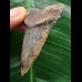 6,1 cm großer gemusterter Zahn des Cosmopolitodus hastalis 6,1 cm großer gemusterter Zahn des Cosmopolitodus hastalis