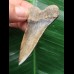 6,1 cm großer gemusterter Zahn des Cosmopolitodus hastalis 6,1 cm großer gemusterter Zahn des Cosmopolitodus hastalis