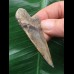 6,1 cm großer gemusterter Zahn des Cosmopolitodus hastalis 6,1 cm großer gemusterter Zahn des Cosmopolitodus hastalis