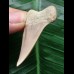 4,4 cm heller Zahn des Cosmopolitodus hastalis