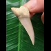 4,4 cm heller Zahn des Cosmopolitodus hastalis