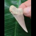 4,4 cm heller Zahn des Cosmopolitodus hastalis