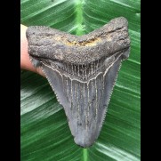 5,4 cm dunkler Zahn des Carcharocles Auriculatus [TX843]