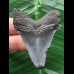 5,4 cm dunkler Zahn des Carcharocles Auriculatus [TX843]