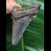 5,4 cm dunkler Zahn des Carcharocles Auriculatus [TX843]